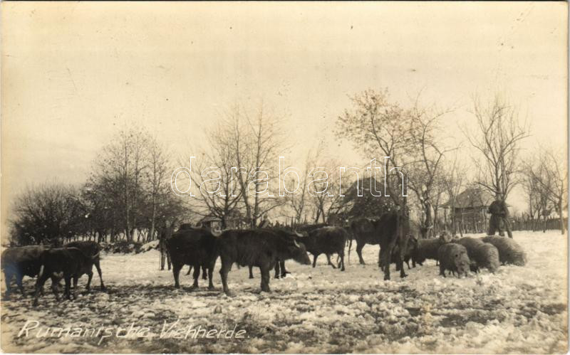 Rumänische Viehherde / Romanian cattle. photo