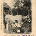 1901 Salutari din Romania / Romanian folklore, woman milking a cow (EK)