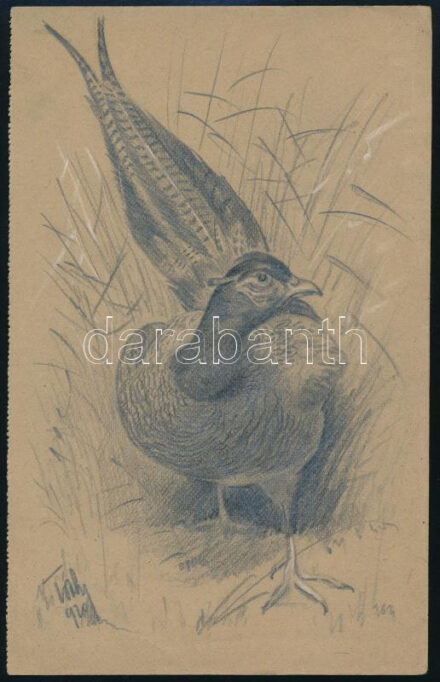 Tóth Gyula (1891-1970): Fácán, 1920. Ceruza, papír, jelzett, 21x13,5 cm