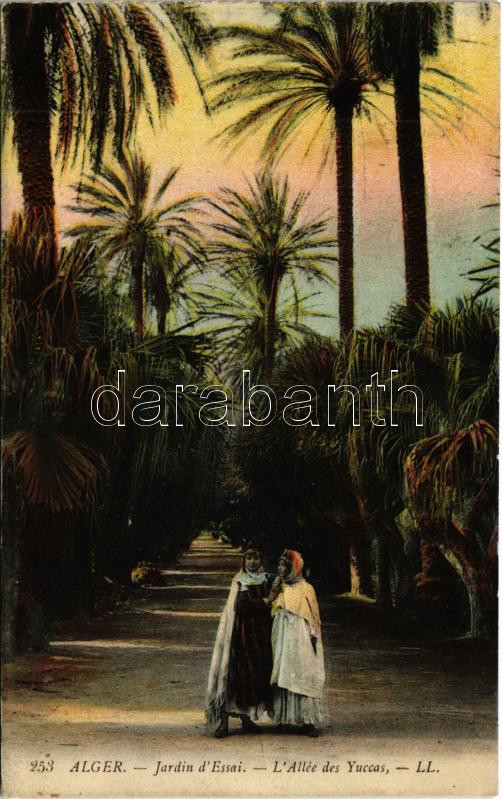 1912 Algiers, El Djazair, Alger; Jardin d'Essai, L'Allée des Yuccas / park (Rb)
