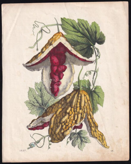 1857 Balzsamos alma gyönyörű eredeti kézi színes litográfia, papír, lapméret: 25x20 cm, kissé foltos.