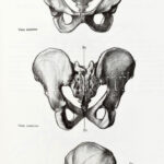 Barcsay, Jenő: Anatomía artística del cuerpo humano. Barcelona, 1982., Daimon. Spanyol nyelven. Kiadói egészvászon-kötés. - Image 3