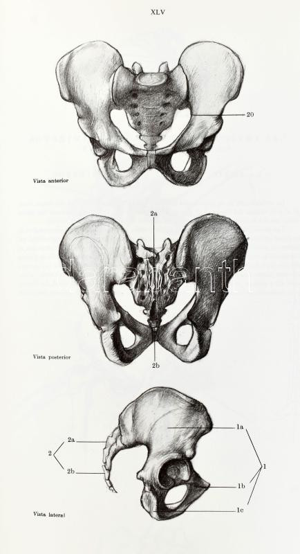 Barcsay, Jenő: Anatomía artística del cuerpo humano. Barcelona, 1982., Daimon. Spanyol nyelven. Kiadói egészvászon-kötés. - Image 3