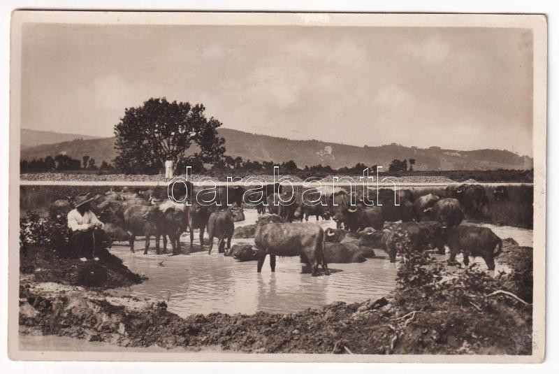 Kárpátaljai bivalyok / Podkarpatska Rus, Buvoli / Transcarpathian buffaloes (Rb)
