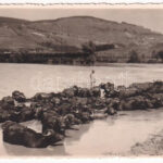 Nagyvárad-Kolozsvár, Oradea-Cluj; Bivoli in apa. Fot. Orig. E. Fischer / Büffeld im Wasser / Buffaloes in the river (EK)