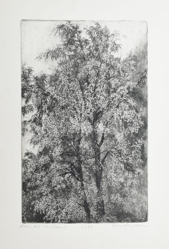 Hertay Mária (1932-2018): Akácfák. Rézkarc, papír. Jelzett. Számozott: 6/50. Lap alján rézkarcot nem érintő apró sérüléssel. 44x28 cm