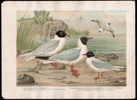 1905 Larus minutus Pall. (kis sirály), Larus ridibundus L. (dankasirály), kromolitográfia, papír, In: Naumann: Naturgeschichte der Vögel Mitteleuropas (1905), 39x29 cm