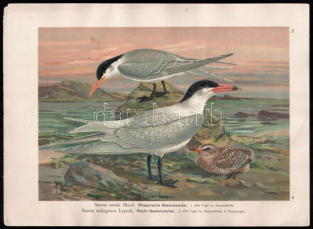 1905 Sterna media Horsf. (Bengáli csér), Sterna tschegrava Lepech. (Lócsér), kromolitográfia, papír, In: Naumann: Naturgeschichte der Vögel Mitteleuropas (1905), 29x39 cm