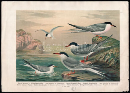 1905 Sterna hirundo L. (küszvágó csér), Sterna Dougallii Mont. (rózsás csér), Sterna macrura Naum ( sarki halászcsér), Sterna minuta L. (kis csér), kromolitográfia, papír, In: Naumann: Naturgeschichte der Vögel Mitteleuropas (1905),