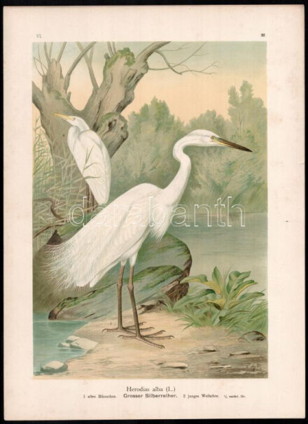 1905 Herodias alba (nagy kócsag), kromolitográfia, papír, In: Naumann: Naturgeschichte der Vögel Mitteleuropas (1905),egészen kis foltokkal, 39x29 cm