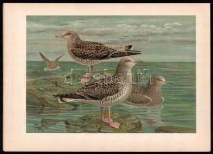 1905 Madarakat ábrázoló kromolitográfia, kromolitográfia, papír, In: Naumann: Naturgeschichte der Vögel Mitteleuropas (1905), 29x39 cm