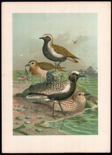 1905 Madarakat ábrázoló kromolitográfia, kromolitográfia, papír, In: Naumann: Naturgeschichte der Vögel Mitteleuropas (1905), 39x29 cm