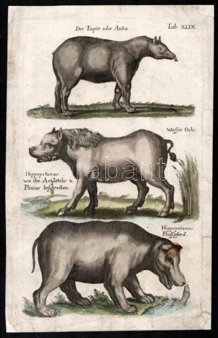 1657 Der Tapir oder Anta/Hippopotamus wie ihn Aristotles u. Plinius beschreiben/Hippopatamus Flusspferd, A tapír és a víziló, színezett, papír, restaurált, In: John Johnston: Historiae Naturalis (Frankfurt, 1657,Merian, Mättheus),