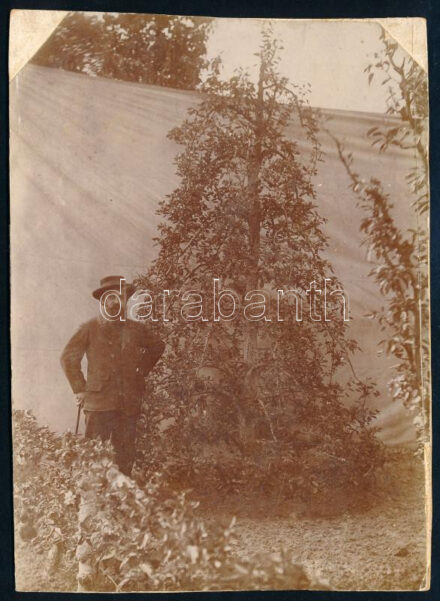 1899 Michel Soska kertész, Versailles-i Királyi Kertészet gyakornoka, hátoldalon feliratozott keményhátú fotó, vágott szélek, 16×11,5 cm