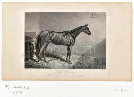cca XIX. közepe The Princess. Winner of the Oaks. Shakes at Epsom 1844. Acélmetszet, papír, jelzett a dúcon (Herring - Hacker), paszpartuban, 10,5x15 cm, paszpartu: 24x30 cm
