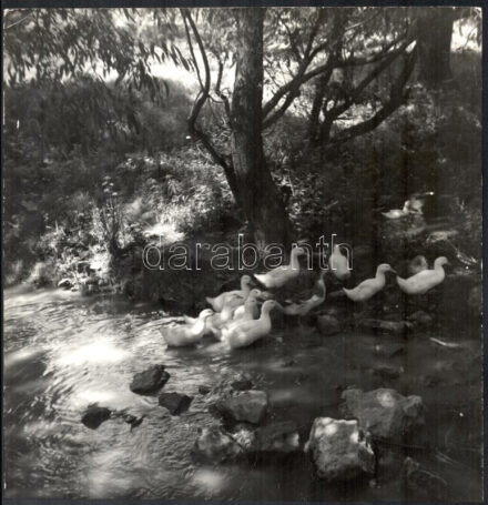 cca 1964 Darkó István budapesti fotóművész felirattal jelzett, vintage fotóművészeti alkotása (Patakpart), ezüst zselatinos fotópapíron, sarkán törésvonal, 29,5x29 cm