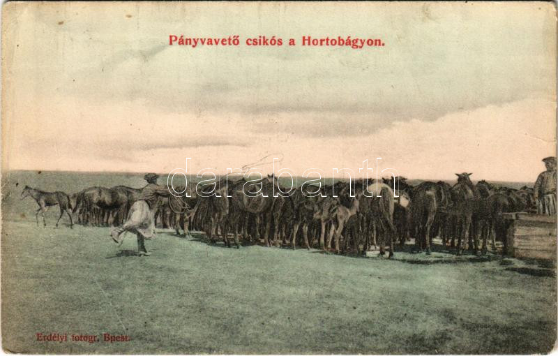 Hortobágy, Pányvavető csikós a Hortobágyon, magyar folklór. Erdélyi fotogr. (EK)