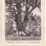 1928 Bikszád-gyógyfürdő, Baile Bixad; Stejarul de o mie de ani / Az ezer éves tölgy. Jónás Ármin kiadása / 1000 year old oak tree (EK)