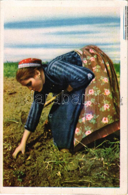 1943 VDU. Soldatenhilfe. Deutsche Frau in Volkstracht aus Baranya 'Beim Kartoffelausmachen' / Német sváb földműves asszony krumpliszedés közben Baranyából