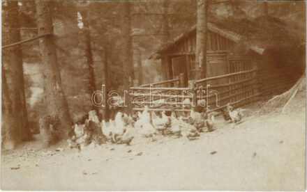 1917 A menázsihoz szükséges hús biztosítása a fronton, tyúkok / WWI Austro-Hungarian K.u.K. military, chickens, food supply on the front. photo + 'K.u.K. Infanterieregiment v. Hindenburg Nr. 69. Reserve Baon'