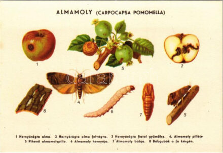 Az almamoly teszi férgessé az almát, a körtét, a birset, a zöld diót és ritkán a kajszit. A lehullott férges gyümölcsöknek mindenkori összegyűjtésével, megsemmisítésével, rovarfogóövek felhelyezésével és rendszeres