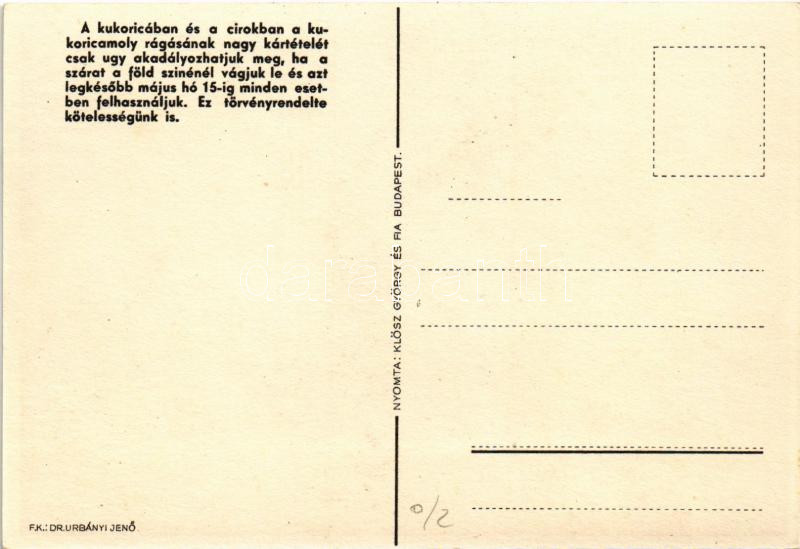 Kukoricaszár helyes kivágása tőből. Magyar mezőgazdasági propagandalap / Hungarian agricultural propaganda, cutting the corn stalk - Image 2