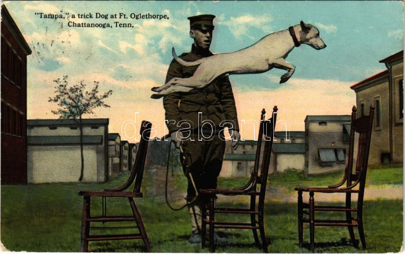 Fort Oglethorpe, US Army Post near Chattanooga Tennessee, 'Tampa' a trick dog (EK)