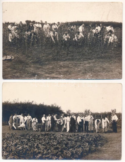 2 db RÉGI magyar folklór fotólap: dolgos kezek a bihari földeken (Varga Imre berettyóújfalui fényképész felvételei) / 2 pre-1945 Hungarian folklore photo postcards