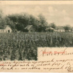 1900 Monor, Borpincék, szőlőskert. Herodek István kiadása (EK)