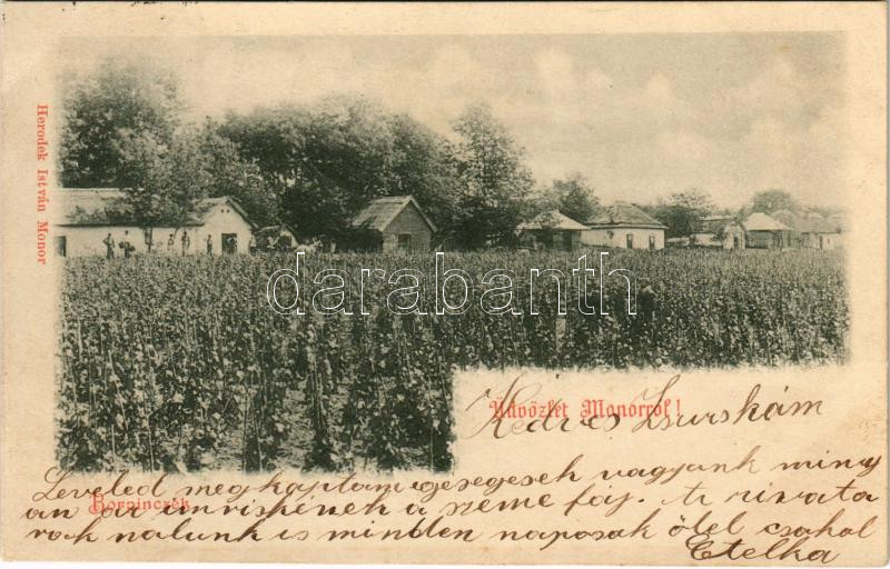 1900 Monor, Borpincék, szőlőskert. Herodek István kiadása (EK)
