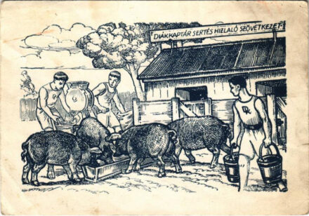 Diákkaptár sertéshizlaló szövetkezet. Diákkaptárszövetség. Felelős kiadó Csanak István, Patria nyomda / Hungarian Youth Association propaganda art postcard (EB)