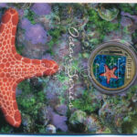 Ausztrália 2007. 1$ 'Kekszcsillag' multicolor emlékérme emléklapon T:UNC Australia 2007. 1 Dollar 'Biscuit star' multicolor coin on cardboard C:UNC Krause KM#1024