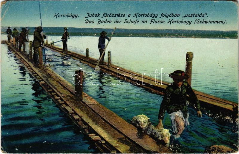 Hortobágy, juhok fürösztése a Hortobágy folyóban, úsztatás, magyar folklór (EM)
