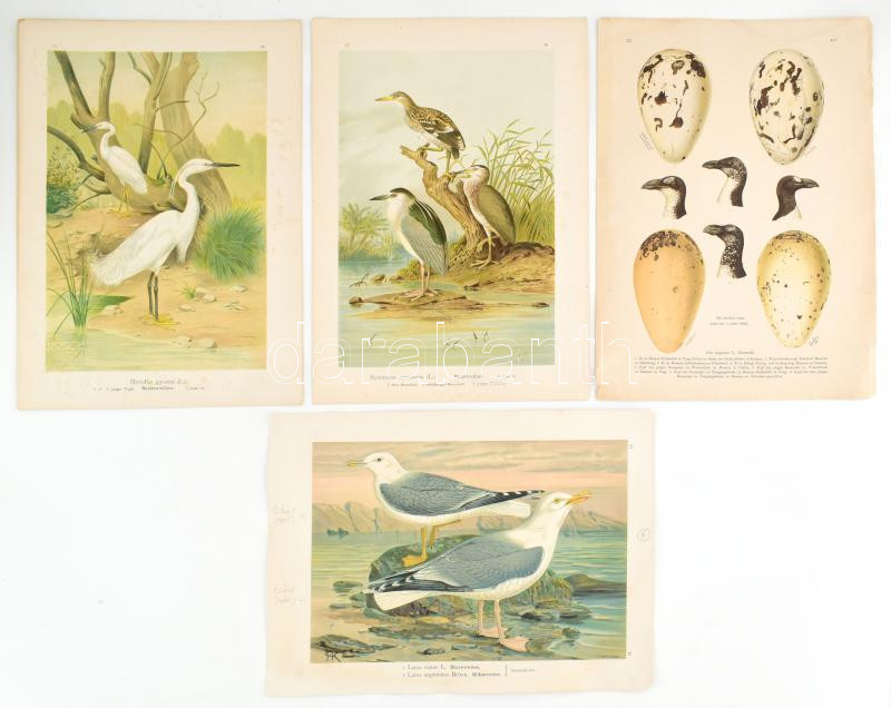 24 db nagy méretű madarakat ábrázoló kromolitográfia, kromolitográfia, papír, In: Naumann: Naturgeschichte der Vögel Mitteleuropas (1905), 29x39 cm Szép állapotban - Image 2
