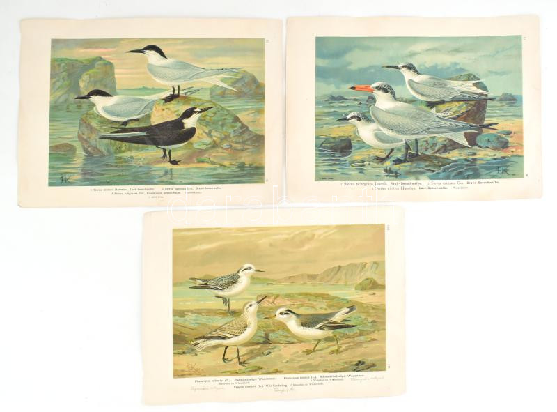 24 db nagy méretű madarakat ábrázoló kromolitográfia, kromolitográfia, papír, In: Naumann: Naturgeschichte der Vögel Mitteleuropas (1905), 29x39 cm Szép állapotban - Image 3