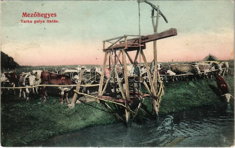 1912 Mezőhegyes, Tarka gulya itatása. Auspitz Lajos kiadása