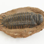 Trilobite fosszília, kiváló állapotban mátrixon, felső jura, 11 x8 x4cm