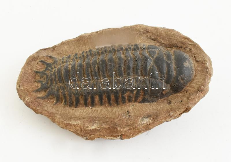 Trilobite fosszília, kiváló állapotban mátrixon, felső jura, 11 x8 x4cm