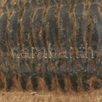 Trilobite fosszília, kiváló állapotban mátrixon, felső jura, 11 x8 x4cm - Image 2