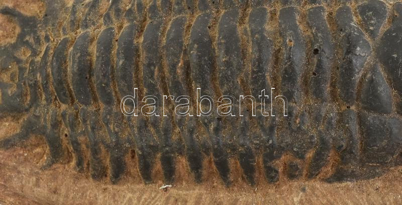 Trilobite fosszília, kiváló állapotban mátrixon, felső jura, 11 x8 x4cm - Image 2