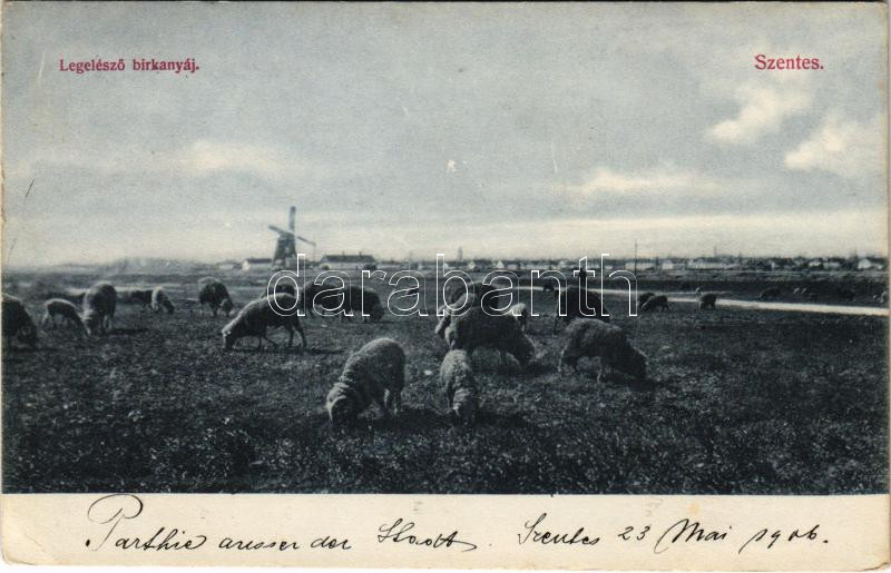 1906 Szentes, legelésző birkanyáj, szélmalom. Untermüller Ernő kiadása (EK) / windmill