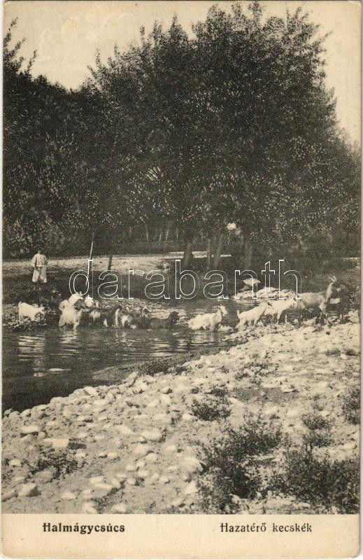 Halmágycsúcs, Varfurile; Hazatérő kecskék. Matusik felvétele. Kerpel Izsó kiadása / goats crossing the river