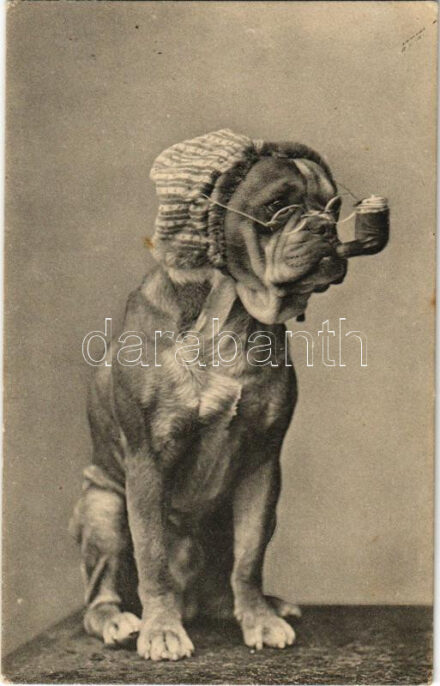 Kutya pipával és szemüvegben / Dog smoking a pipe in glasses. Mary Mill Nr. 1129.