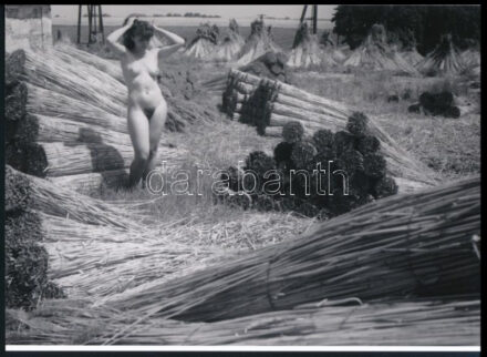 cca 1985 A Velencei-tóban sok nád terem, szolidan erotikus felvétel, 1 db modern nagyítás, 15x21 cm