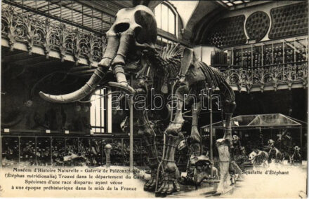 Paris, Jardin des Plantes, Muséem d'Histoire Naturelle, Galerie de Paleontologie (Éléphas méridionalis), Squelette d'Éléphant / Natural History Museum interior, elephant skeleton (fl)