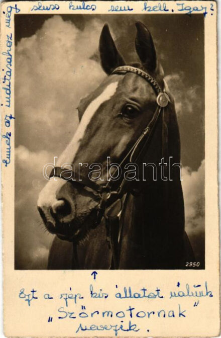 1951 Kiskunhalas,Szőrmotor a ló / horse. photo