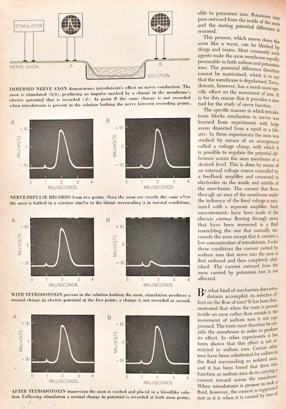1967 A Scientific American c. magazin II. féléve bekötve. - Image 2