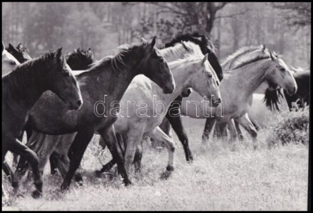 cca 1978 Vigovszky István esztergomi fotóművész feliratozott, vintage fotóművészeti alkotása (A híres lipicaiak), ezüst zselatinos fotópapíron, 15,8x23,3 cm