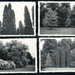 1962 Szarvas, Tessedik Sámuel által ültetett fa, arborétum, 8 db fotó, hátoldalán feliratozott és datált, 6x9,5 cm