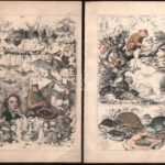 cca 1850 18 db elsősorban állatokat ábrázoló illusztráció, színezett acélmetszet, papír, részben foltos és kissé sérült, 24x16 cm - Image 2